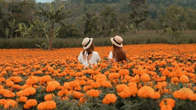 Taman Bunga yang Sedang Hits di Bali 2024